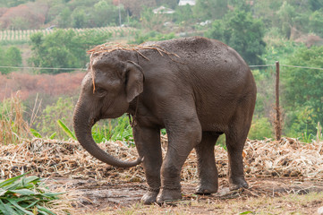 Elephant eating green grass.