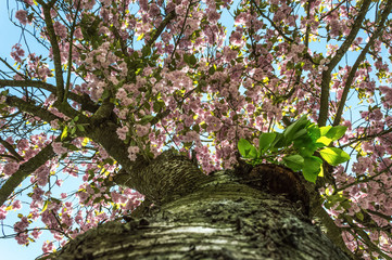 Detail blossoming tree