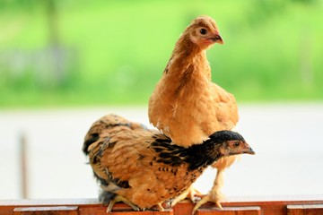 Two chickens sit on the fence