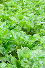 Naklejka premium Chinese kale in the garden