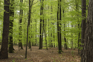 Obraz premium a glade in the forest