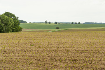 Fototapeta na wymiar agricultural scenery