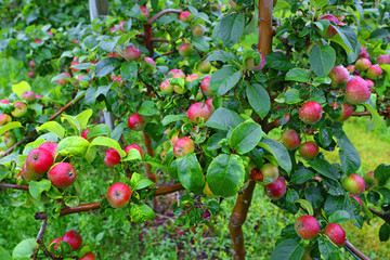 Orchard in Aland Islands.