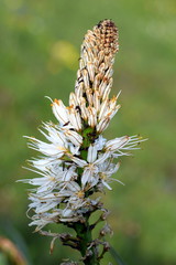 Weißer Affodill (Blüte)