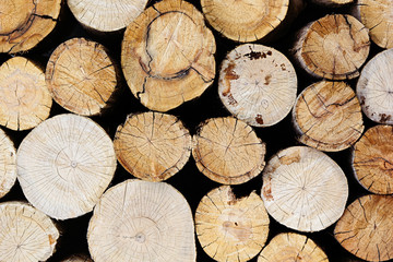 Tree stumps background. Wood background. Wooden texture.