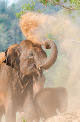Fototapeta na wymiar Elephants playing ground after bathing.