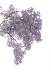Fototapeta premium lilac isolated