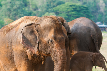 Plakat Elephants playing ground after bathing.
