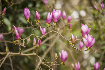 Pink magnolia flowers