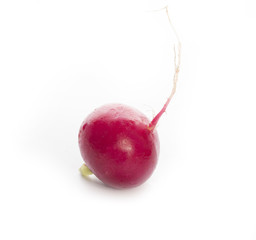 radish isolated