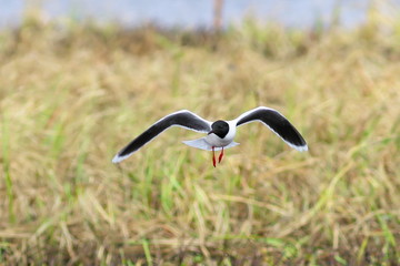 Seagull in the spring on Yamal