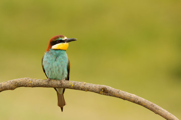 Small bird with a nice plumage