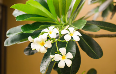 Obraz na płótnie Canvas Closeup beautiful white frangipani or plumeria on tree