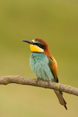 Small bird with a nice plumage