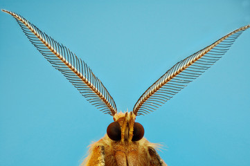 Microfotografía de la cabeza de una polilla realizada con la técnica del apilado de imagenes.