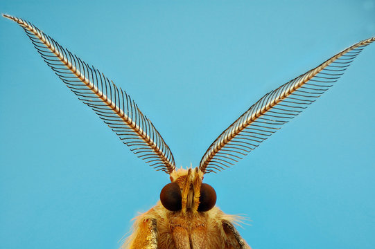 Microfotograf&iacute;a de la cabeza de una polilla realizada con la t&eacute;cnica del apilado de imagenes.
