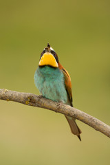 Small bird with a nice plumage