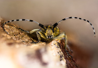 Golden-bloomed grey longhorn beetle (Agapanthia villosoviridescens) head on. Insect in the family...