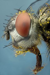 Microfotografía de la cabeza de una mosca realizada con la técnica del apilado de imagenes.