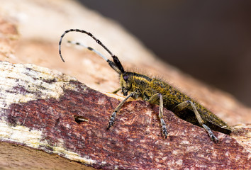 Golden-bloomed grey longhorn beetle (Agapanthia villosoviridescens) in profile. Insect in the family Cerambycidae, the longhorns or longicorn beetle, displaying magnificent antennae
