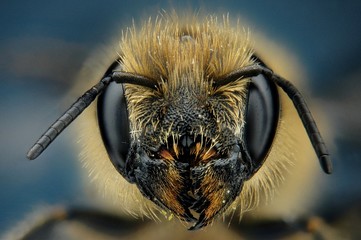 Microfotografía de la cabeza de una abeja realizada con la técnica del apilado de imagenes.