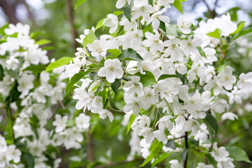 Apple tree flowers In the beginning of spring