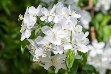 Apple tree flowers In the beginning of spring