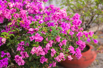 Bougainvillea paper flower in colorful color