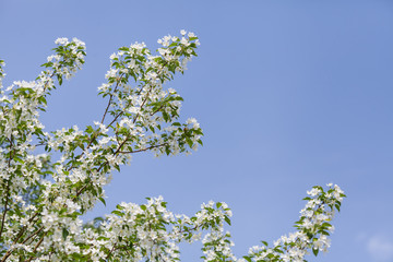 Apple tree flowers In the beginning of spring