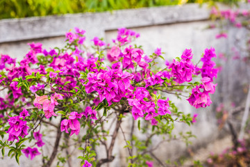 Bougainvillea paper flower in colorful color