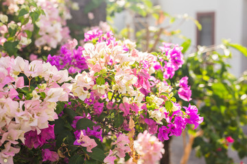 Bougainvillea paper flower in colorful color