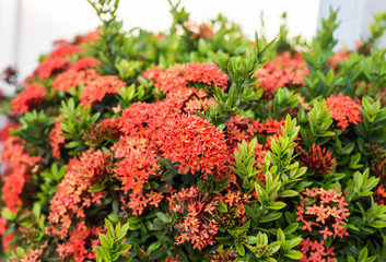 Fototapeta premium Red Hydrangea flower in a garden
