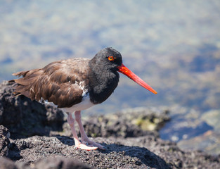 Galapagos Shore Birds