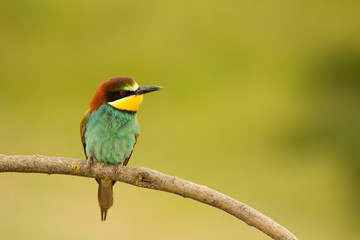 Small bird with a nice plumage