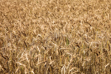 South Africa and landscapes