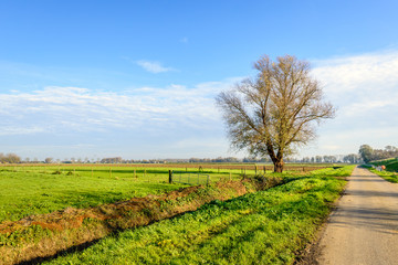 Fototapeta na wymiar Leafless tree beside a country road in a rural landscape