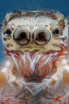 Microfotograf&iacute;a de la cabeza de una ara&ntilde;a realizada con la t&eacute;cnica del apilado de imagenes
