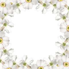 Fototapeta na wymiar Beautiful floral background. Narcissuses 