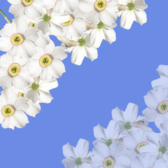 Beautiful floral background. Narcissuses 