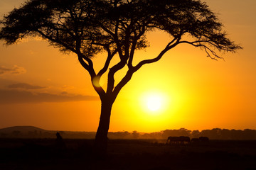 Typical african sunset with acacia trees in Masai Mara, Kenya. Elephant silhouettes in front of the sun.
