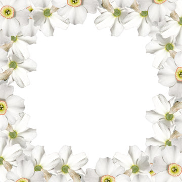 Beautiful floral background. Narcissuses 