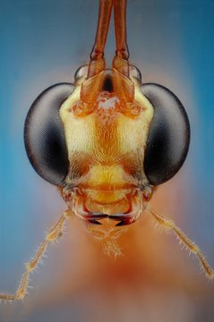 Microfotografia de la cabeza de una avispa parasita realizada con la t&eacute;cnica del apilado de imagenes.