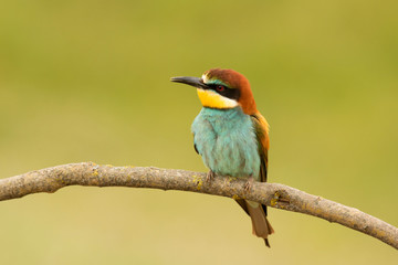 Small bird with a nice plumage