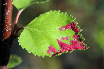 Red larvae on a leaf