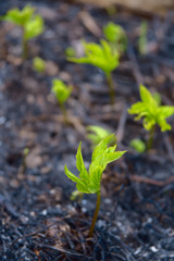Green sprouts