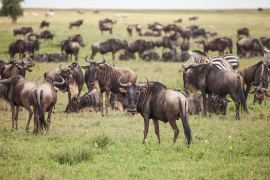 Fototapeta wildebeest