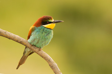 Fototapeta premium Small bird with a nice plumage