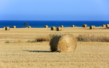Fototapeta premium meadow with hay rolls and sea