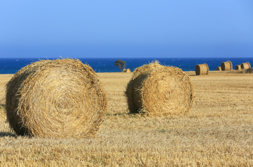Fototapeta premium hay rolls on field