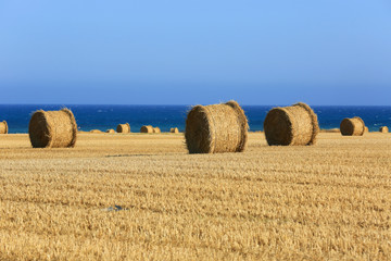 meadow with hay rolls